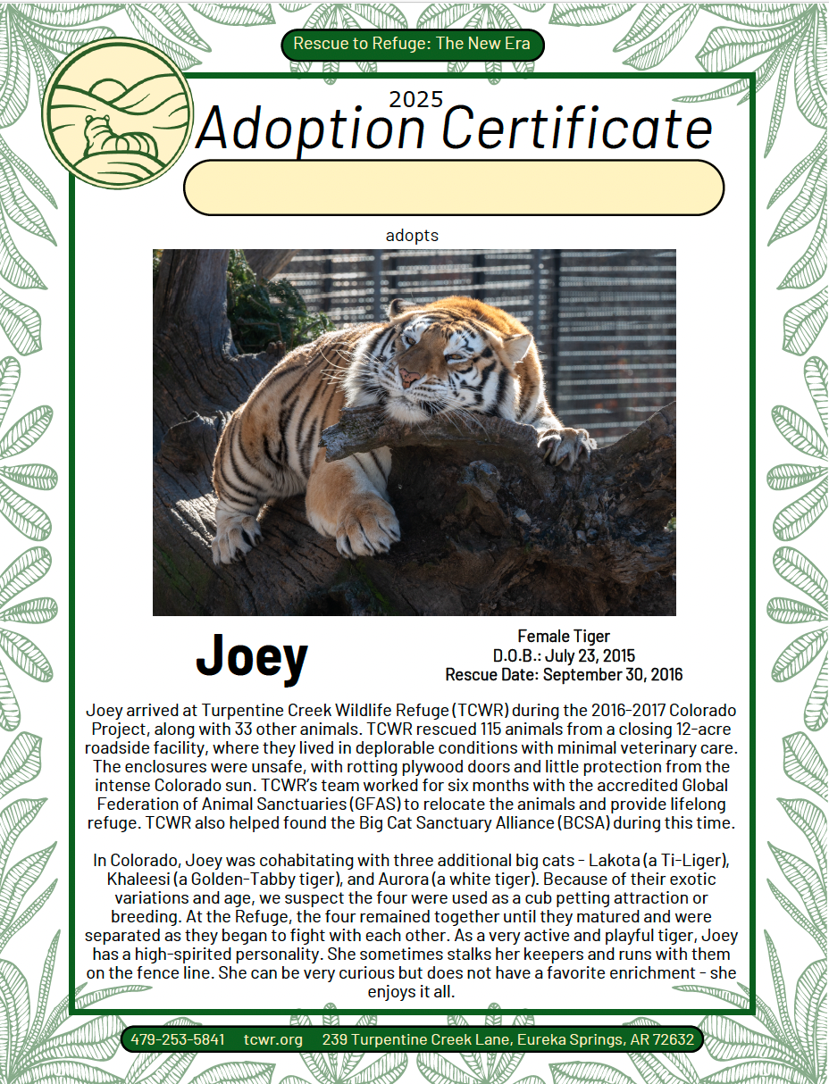 Joey Tiger Adoption