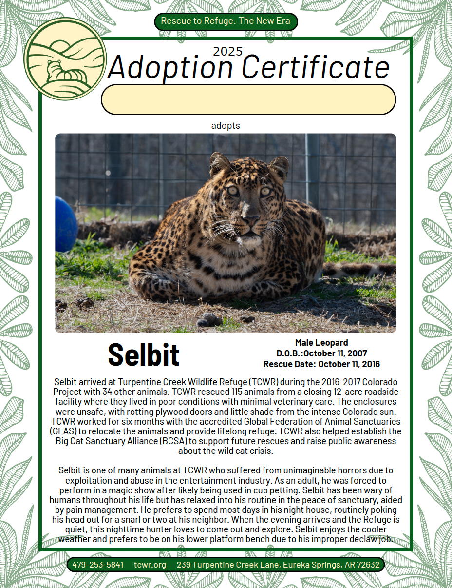 Selbit Leopard Adoption