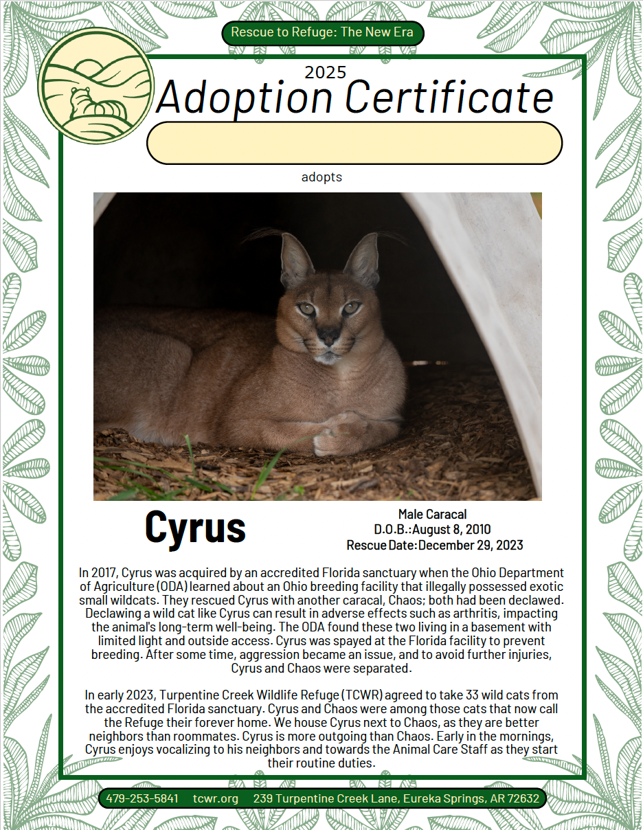 Cyrus Caracal Adoption