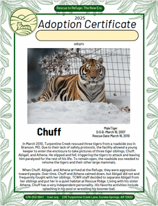 Chuff Tiger Adoption