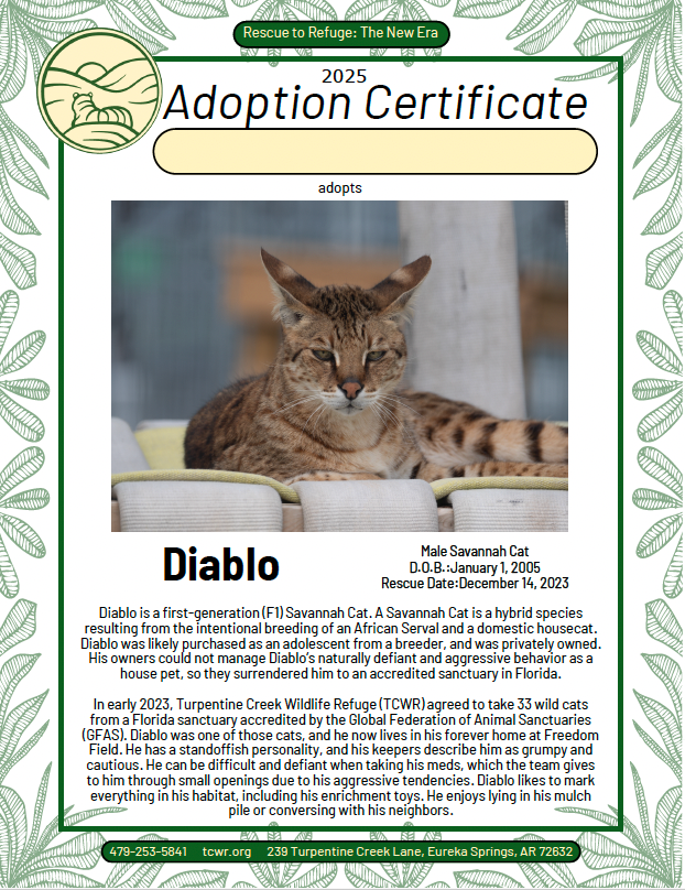 Diablo Savannah Cat Adoption