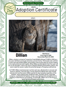 Dillian Bobcat Adoption