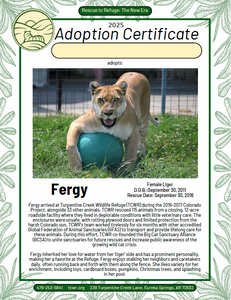 Fergy Liger Adoption