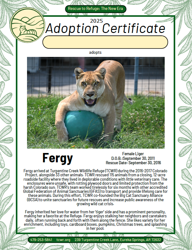 Fergy Liger Adoption