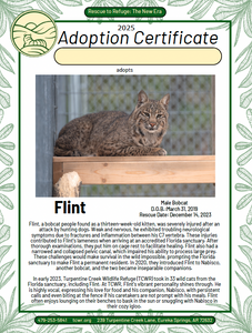 Flint Bobcat Adoption