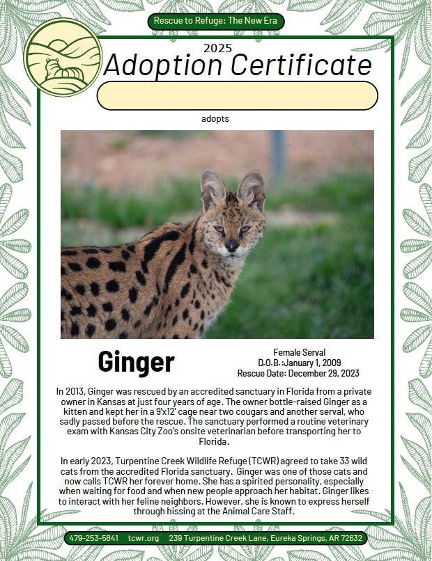 Ginger Serval Adoption