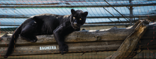 Load image into Gallery viewer, Bagheera Image Reveal Mug
