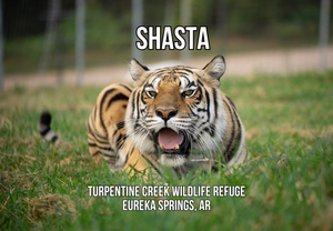 Shasta Tiger Photo Magnet