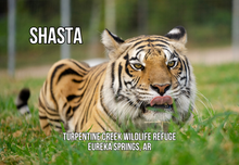 Load image into Gallery viewer, Shasta Tiger Photo Magnet
