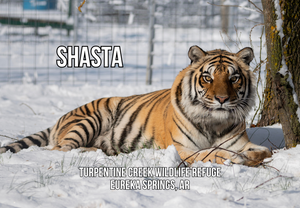 Shasta Tiger Photo Magnet