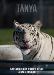 Tanya Tiger Photo Magnet