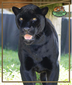 Bagheera, the Jaguar Throw