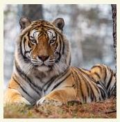 Load image into Gallery viewer, Poncho, The Tiger, Custom Journal
