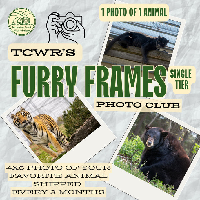 Furry Frames Club Single Tier