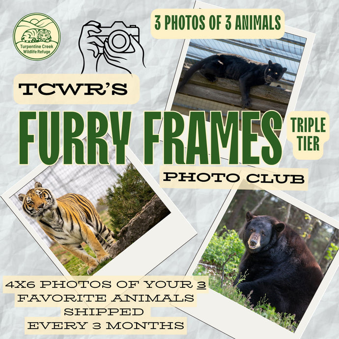 Furry Frames Club Triple Tier