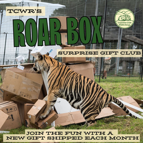 Roar Box Club 