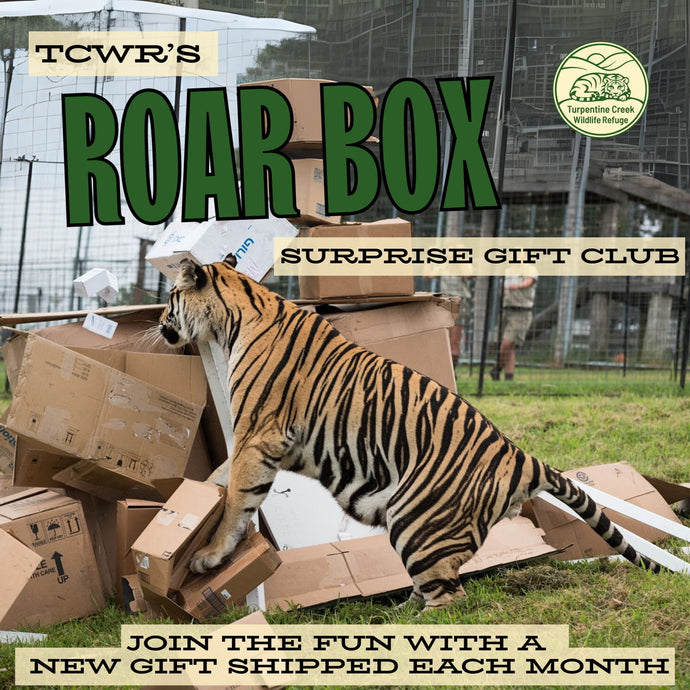 Roar Box Club 