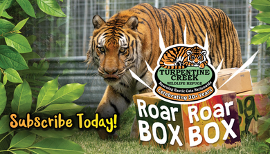 Roar Box Subscription 