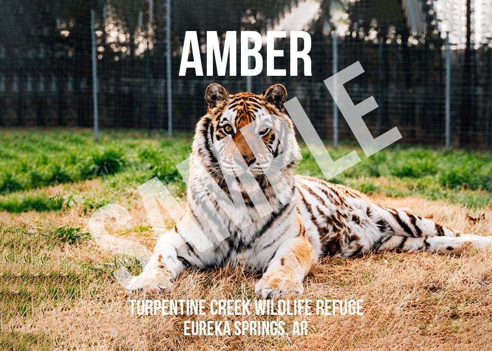 Amber Tiger Photo Magnet