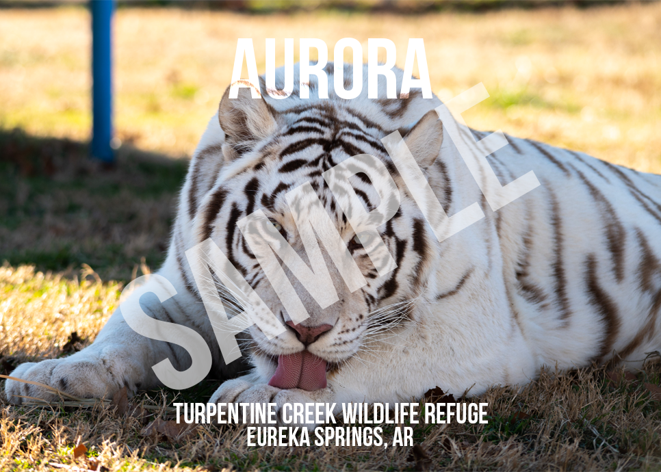Aurora Tiger Photo Magnet