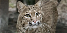 Load image into Gallery viewer, Ariel the Bobcat  Initial Care Sponsorship
