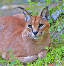 Load image into Gallery viewer, Chaos the Caracal Initial Care Sponsorship
