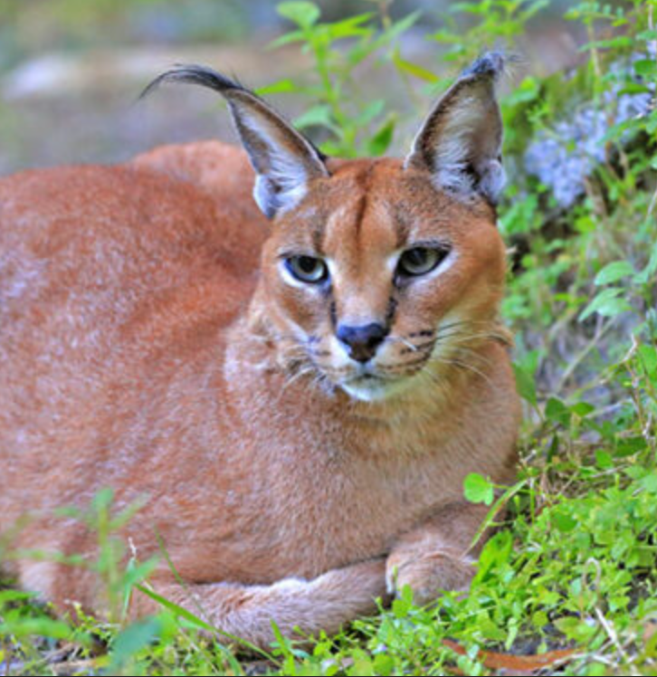 Chaos the Caracal Initial Care Sponsorship
