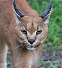 Load image into Gallery viewer, Cyrus the Caracal Initial Care Sponsorship
