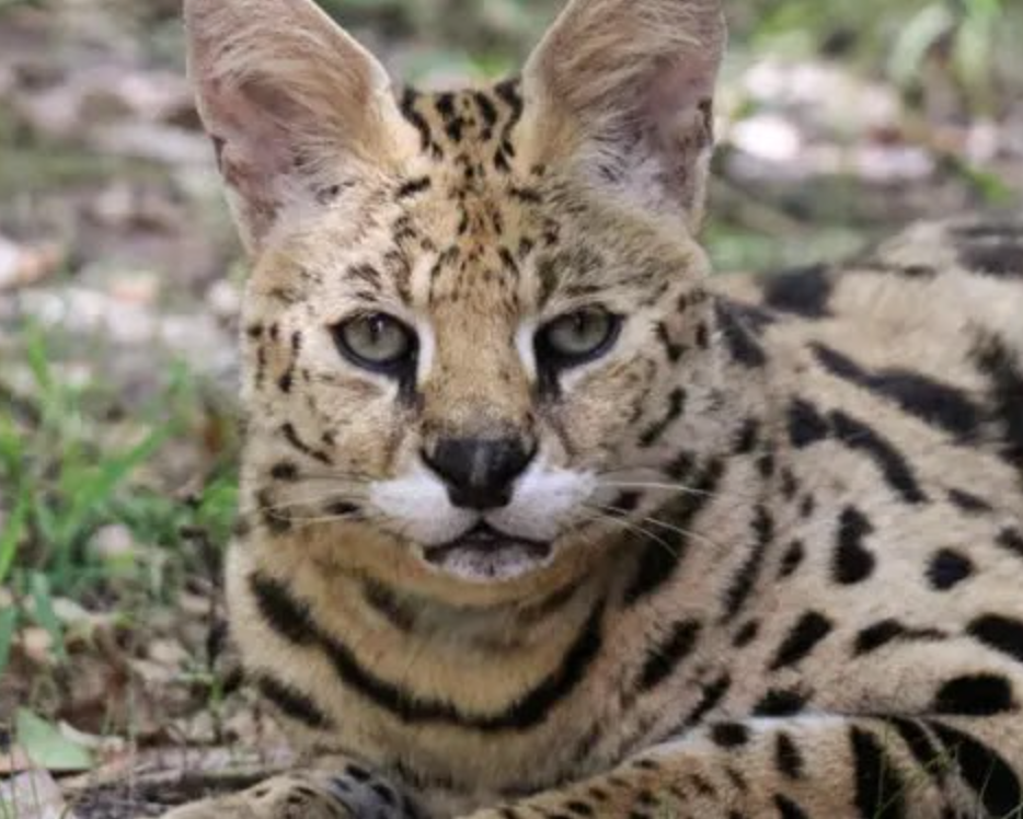 Hutch the Serval Initial Care Sponsorship