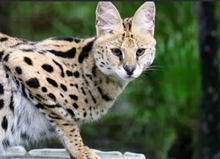 Load image into Gallery viewer, Illithia the Serval Initial Care Sponsorship
