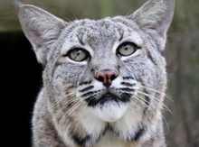 Load image into Gallery viewer, Max the Bobcat  Initial Care Sponsorship
