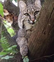 Load image into Gallery viewer, Mrs Claws the Bobcat Initial Care Sponsorship
