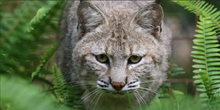 Load image into Gallery viewer, Nabisco the Bobcat Initial Care Sponsorship
