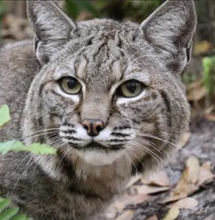 Load image into Gallery viewer, Philmo the Bobcat  Initial Care Sponsorship
