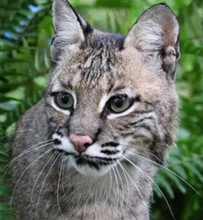 Load image into Gallery viewer, Sioux the Bobcat Initial Care Sponsorship
