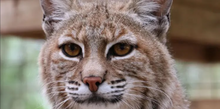Load image into Gallery viewer, Smalls the Bobcat Initial Care Sponsorship
