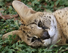 Load image into Gallery viewer, Zucari the Serval Initial Care Sponsorship
