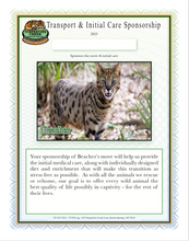 Load image into Gallery viewer, Beacher the Savannah Cat Initial Care Sponsorship
