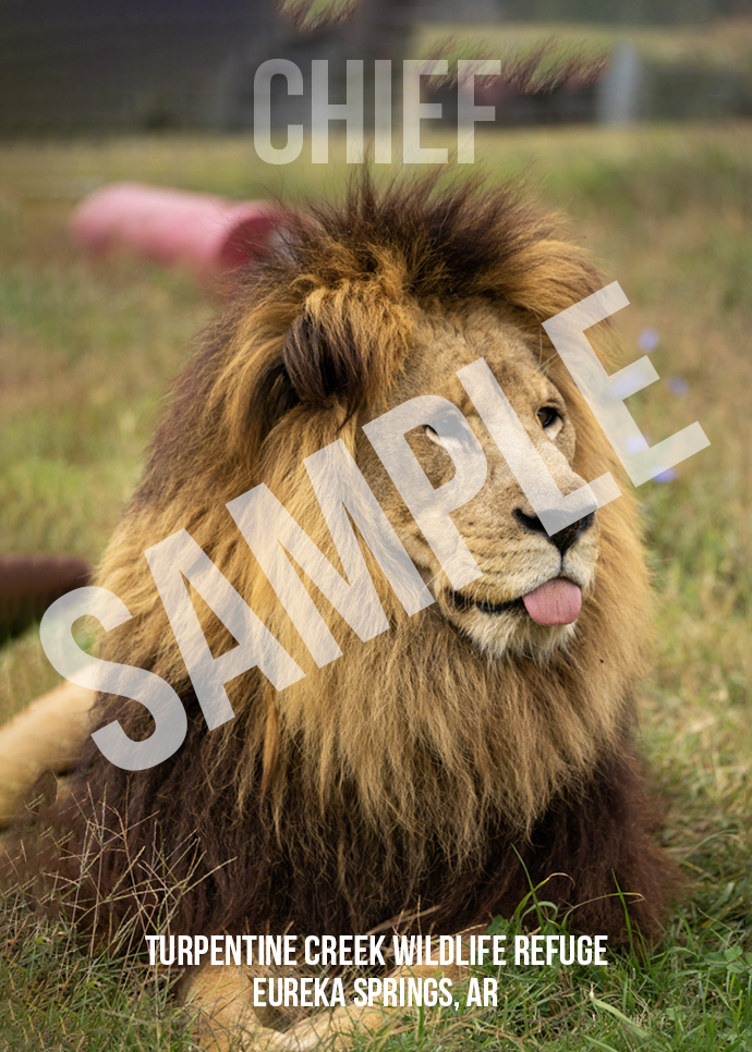 Chief Lion Photo Magnet