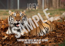 Load image into Gallery viewer, Joey Tiger Photo Magnet
