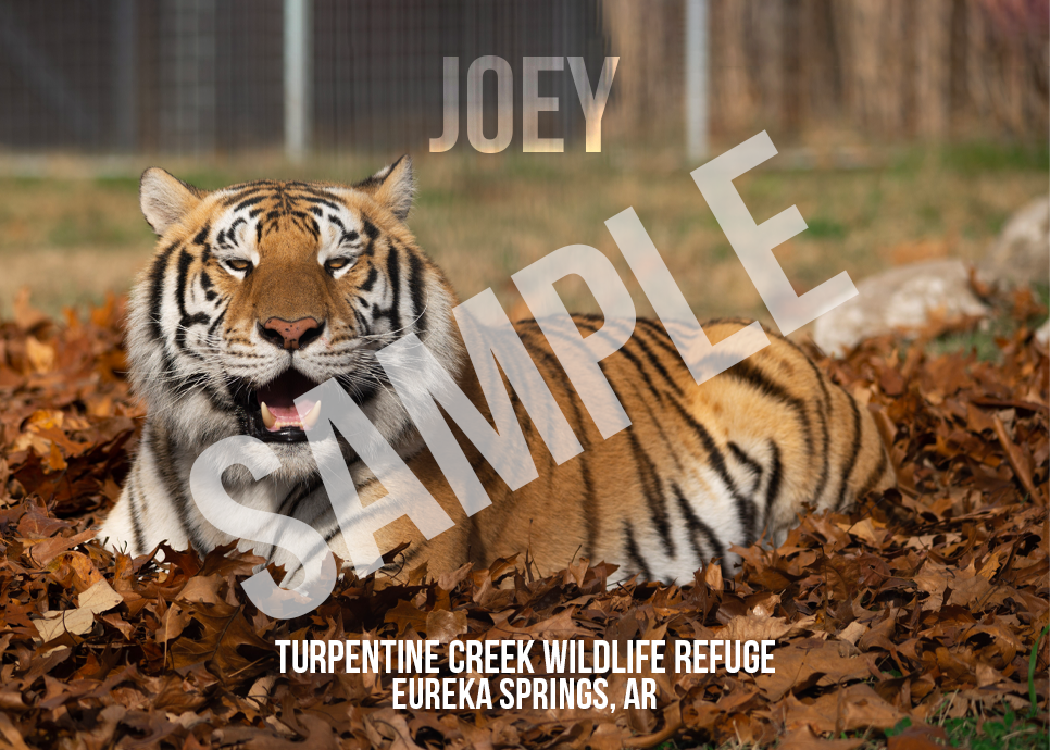 Joey Tiger Photo Magnet