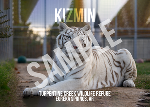 Kizmin Tiger Photo Magnet
