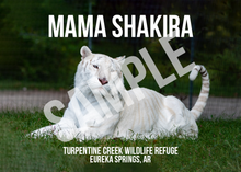Load image into Gallery viewer, Mama Shakira Tiger Photo Magnets
