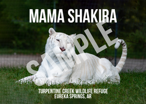 Mama Shakira Tiger Photo Magnets