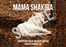 Load image into Gallery viewer, Mama Shakira Tiger Photo Magnets
