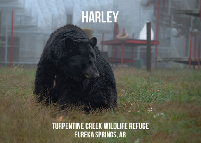 In Memory of Harley Bear Photo Magnet