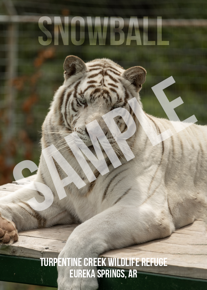 In Memory of Snowball Tiger Photo Magnet