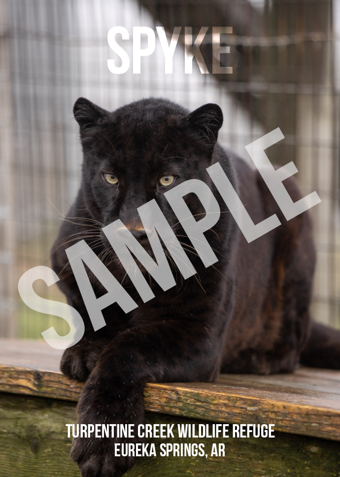 In Memory of Spyke Leopard Photo Magnet
