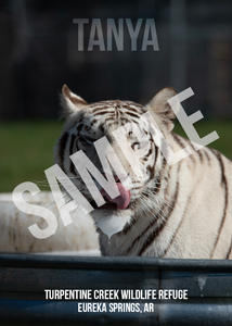 Tanya Tiger Photo Magnet