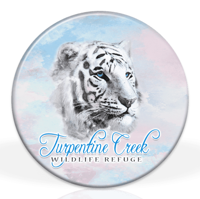 White Tiger Watercolor Magnet